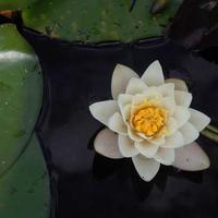 苹果视频电影LOGO